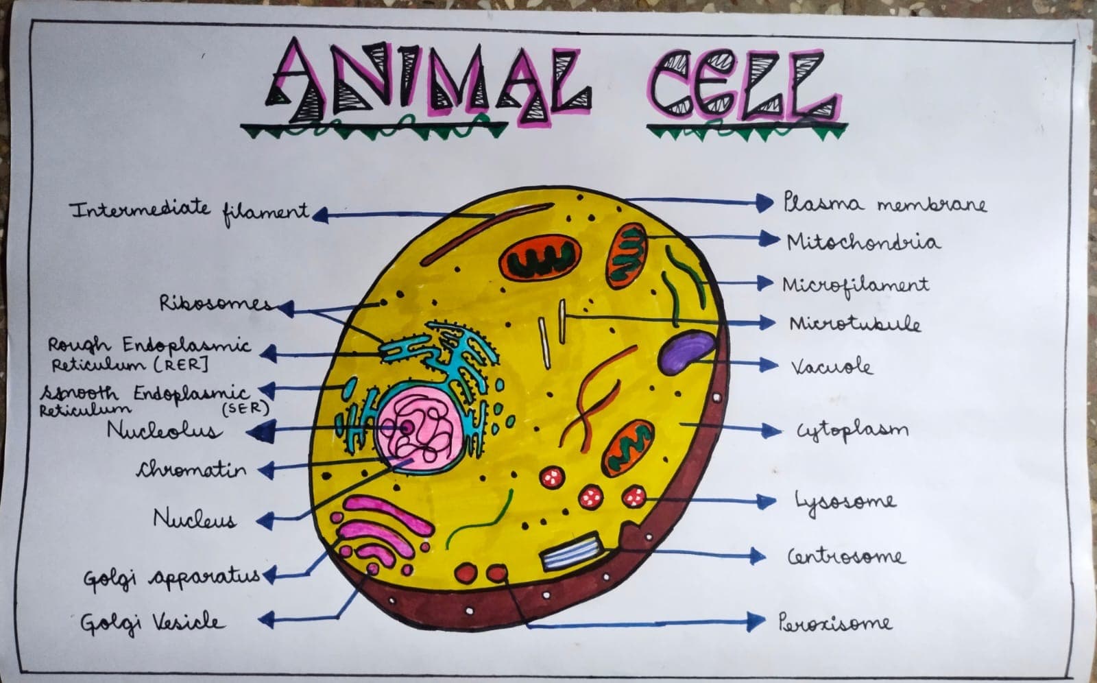 Animal Cell Chart