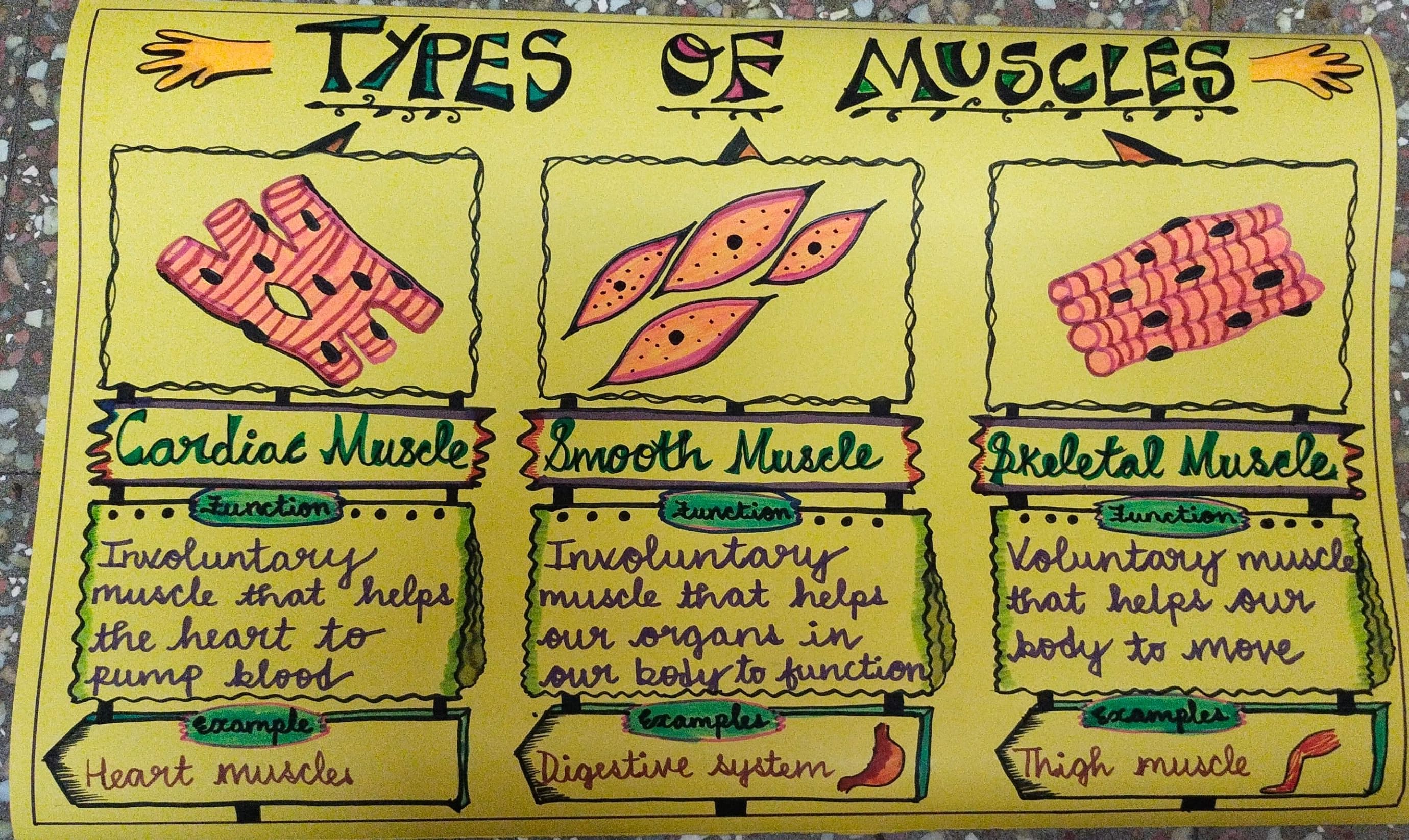 Types of Muscles